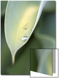 Water Drop on Leaf of Agave Attenuata  Prince Albert  Western Cape  South Africa