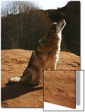 Gray Wolf Howling  Sedona  Arizona  USA