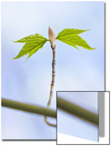 Sugar Maple Leaf Bud Opening