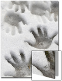 Children's Handprints in a Spring Snow