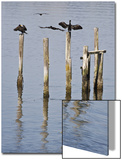 Cormorants  California Coast