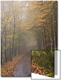 Rural Road in Autumn at Dawn  Vermont