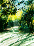 Shadows of Trees Line the Sandy Trail