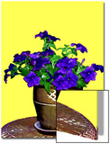 Petunia Against Yellow Background