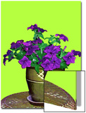 Petunia in Pot