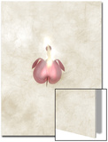 Still Life of a Flower