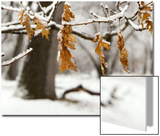 Leaves and Snow  Yosemite  California
