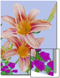 Rlowers  Two Daylilies in a Bed of Carnations