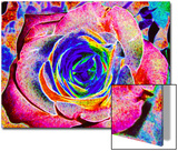 Rainbow-Colored Rose