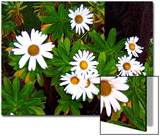 Montauk Lilies