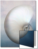 Still Life of a Shell