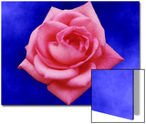 Pink Rose on Blue Background