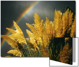 Pampas Grass and Rainbow  Sedona  Arizona  USA