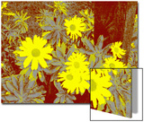 Yellow Daisies