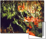 Reflections  West Fork of Oak Creek  Sedona  Arizona  USA
