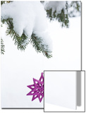 Pink Star Christmas Ornament Hanging Off Pine Branch in Forest  Saratoga Springs New York