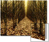 Forest of Trees with Infinite Pathway