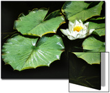 White Water Lily Flower and Lily Pads Floating on Water  Romo Island  Denmark  Green  Leaf