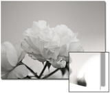 Close-Up of White Roses