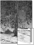 Pine at Midday with Three-Quarters Moon