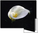 White Calla Lily  Zantedeschia Aethiopica