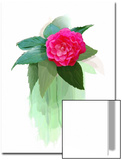 Red Camellia Flower
