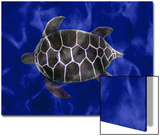 Seaturtle in Deep Blue Water