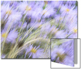 Aster Daisy Flowers (Frikartii 'Monch') Blowing in Grass  Horsham  West Sussex  England