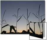 Corn Silhouetted by a Late Sunset