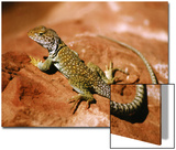Collared Lizard (Crotaphytus Collaris)  Sedona  Arizona  USA