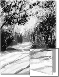Trees and Shadows on Sand
