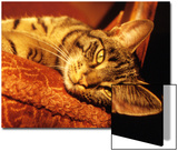 Lazy Cat on the Sofa