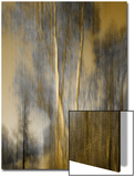 Composited Image of Trees