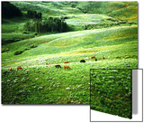 Lush Hillside with Horses in the Middle Ground  Colorado Rockies  Colorado  USA