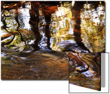 Trees Reflected in Oak Creek  Sedona  Arizona  USA