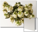 Dead  Drooping White Roses