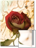 Red Rose with Abstract Drawing Background