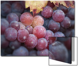 Close-Up of Zinfandel Wine Grapes