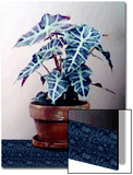 Plant in Pot on Blue Floor