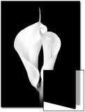 Two White Calla Lilies