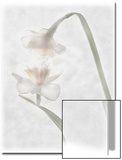 Still Life of Flowers