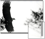 Bald Eagle in Flight by Treetop