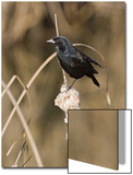 Red Winged Blackbird