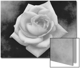 Gray Rose on Gray Background