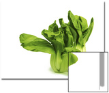 Shanghai Bok Choy on White Background