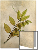 Three Wisteria Leaves
