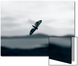 Image of Moth on a Window