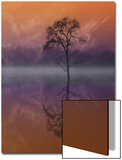 Composited Image of Tree and Reflection