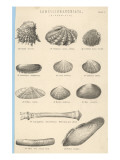 A Variety of Sea Shells Including Clams  Cockles  Razor-Clams and Mussels