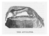 Anteater